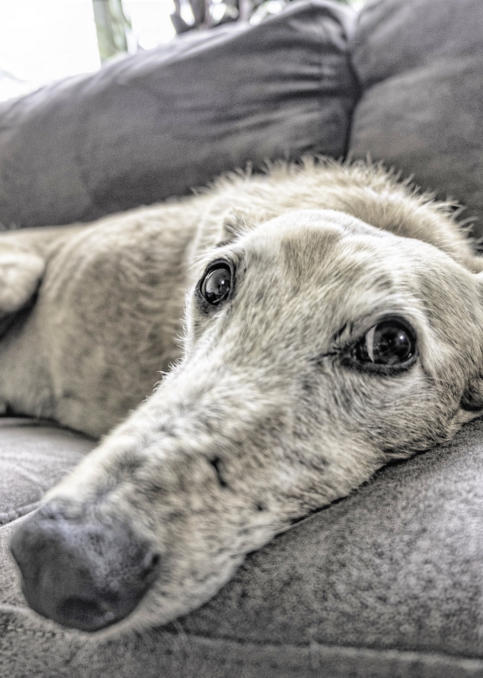 Hund blickt vom Sofa